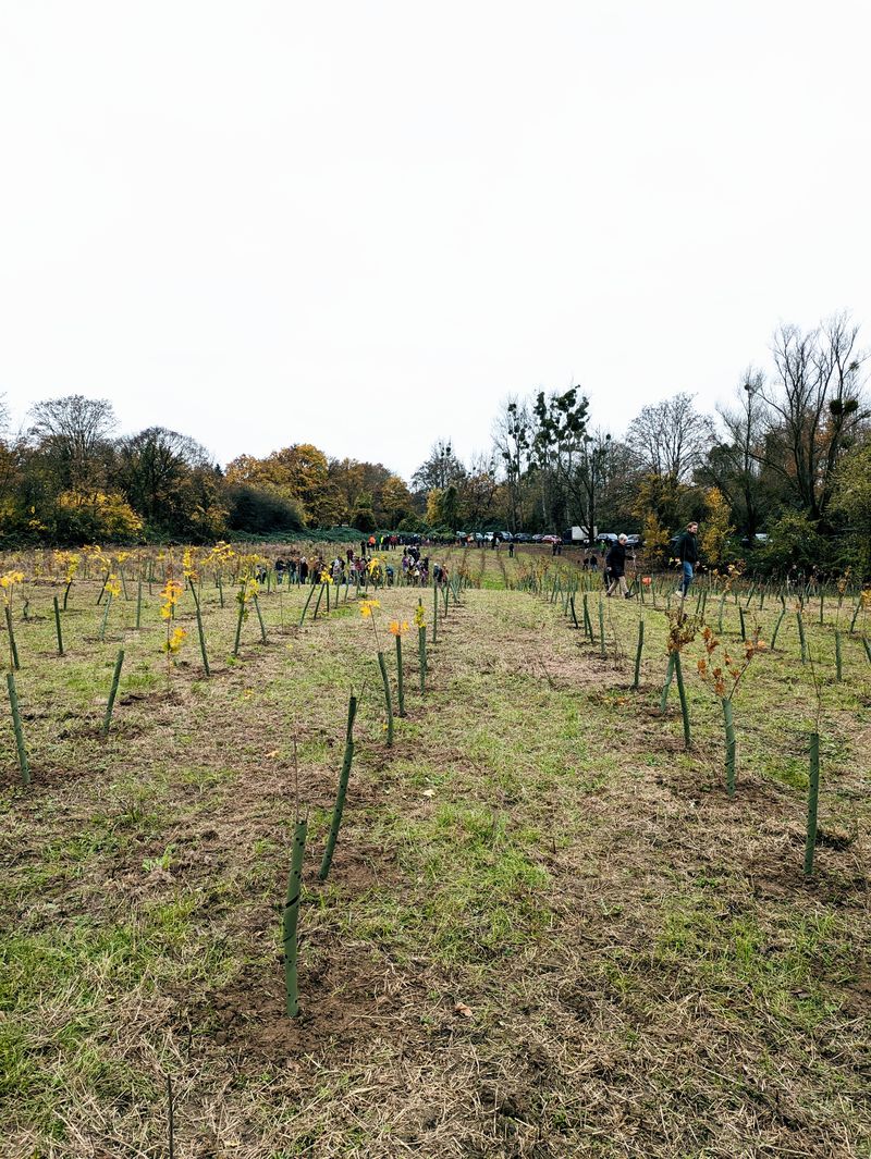 Aufforstungsprojekt 2024